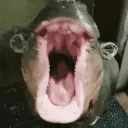 dooooooooo