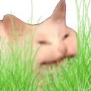 Grass_Cat