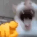 points_and_laugh_cat