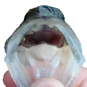 fishy2