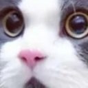 cat_stare