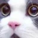 :cat_stare: