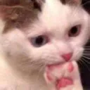 catregret