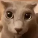 cat_erm