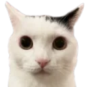 stare