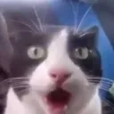 meo_wtf
