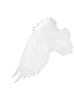 02_DNSqt_angelwing