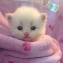:EepyCat: