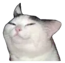 smugcat