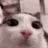 cat_blink cat_blink