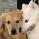 uwut