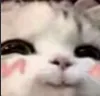catblush