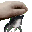cuddlefishpet