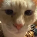 stare