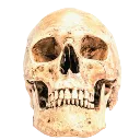 skull4k