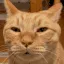 TiredCat