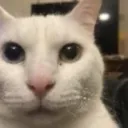 a_cat2