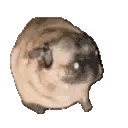 PugDance