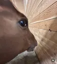 HorseSideEYe