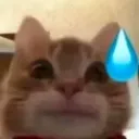 42iycatsweat 42iycatsweat