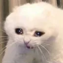 cryingcat