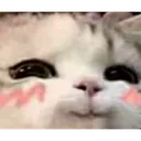 cutehehe