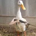 gunduck