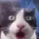 z_catgasp z_catgasp