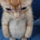 Catstanding