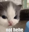 nothehe