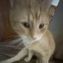 fazarudego fazarudego