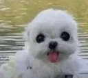 a_dog3