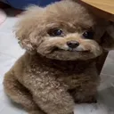 a_dog4 a_dog4