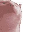 PartyCat_abis