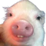 Piggy