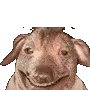 creatureSuffering