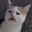 EwwCat