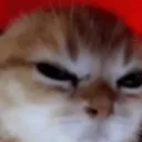angrycat angrycat