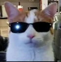 coolcat