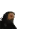 forsenCalculating