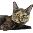 delbaTanooki