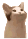 77102popcat