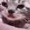sadbapycat