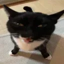 gwuh