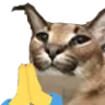 floppapray