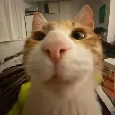 gato