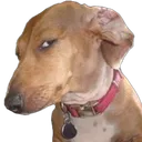 thumbnail_IMG_4676removebgprevie