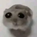 sobhamber