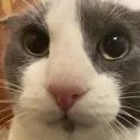 a_cat6