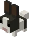 bnuuy_dutch